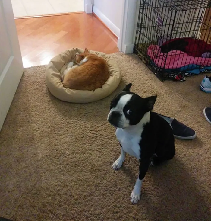 119 Asshole Cats Who Stole Dog Beds And Didn't Give A Damn About The Pawlice
