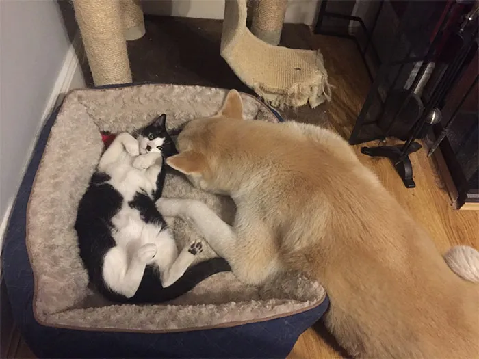 119 Asshole Cats Who Stole Dog Beds And Didn't Give A Damn About The Pawlice