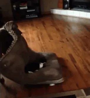 119 Asshole Cats Who Stole Dog Beds And Didn't Give A Damn About The Pawlice