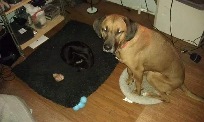 119 Asshole Cats Who Stole Dog Beds And Didn't Give A Damn About The Pawlice