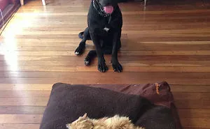 119 Asshole Cats Who Stole Dog Beds And Didn't Give A Damn About The Pawlice