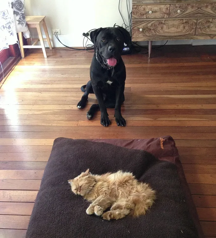 Dogs That Had Their Bed Stolen