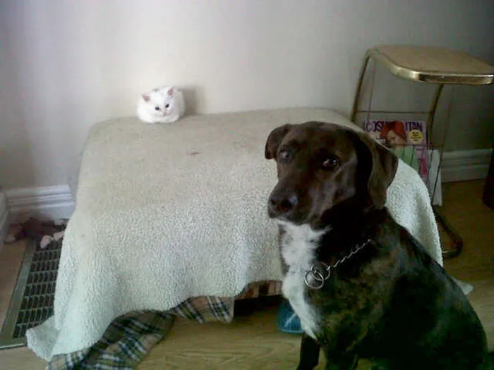 119 Asshole Cats Who Stole Dog Beds And Didn't Give A Damn About The Pawlice