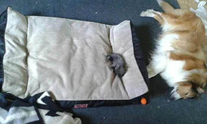 119 Asshole Cats Who Stole Dog Beds And Didn't Give A Damn About The Pawlice