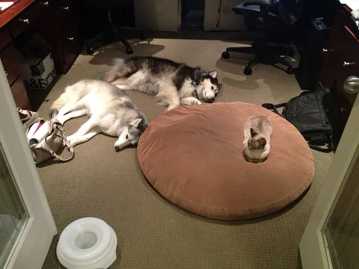 119 Asshole Cats Who Stole Dog Beds And Didn't Give A Damn About The Pawlice