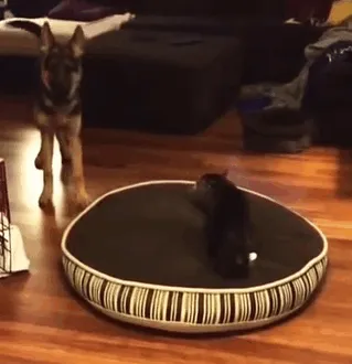 119 Asshole Cats Who Stole Dog Beds And Didn't Give A Damn About The Pawlice