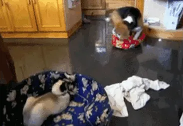 119 Asshole Cats Who Stole Dog Beds And Didn't Give A Damn About The Pawlice