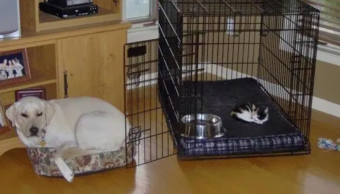 119 Asshole Cats Who Stole Dog Beds And Didn't Give A Damn About The Pawlice