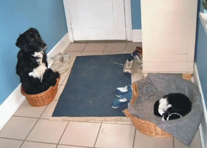 119 Asshole Cats Who Stole Dog Beds And Didn't Give A Damn About The Pawlice
