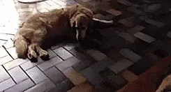 119 Asshole Cats Who Stole Dog Beds And Didn't Give A Damn About The Pawlice