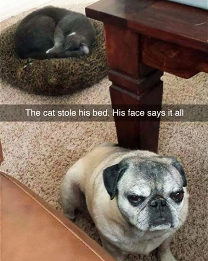 119 Asshole Cats Who Stole Dog Beds And Didn't Give A Damn About The Pawlice