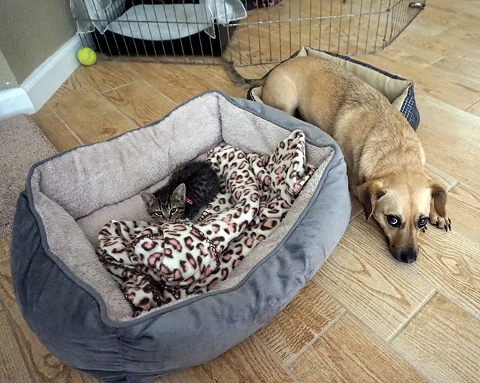 119 Asshole Cats Who Stole Dog Beds And Didn't Give A Damn About The Pawlice