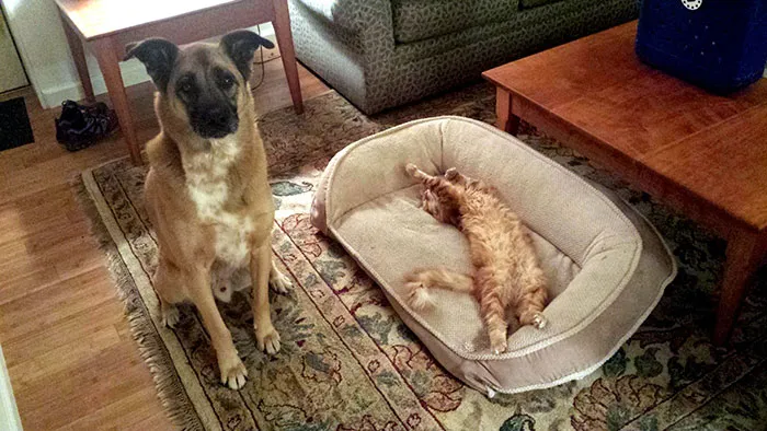 119 Asshole Cats Who Stole Dog Beds And Didn't Give A Damn About The Pawlice