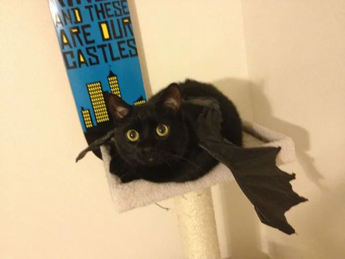 37 Black Cats That Are Actually Toothless In Disguise