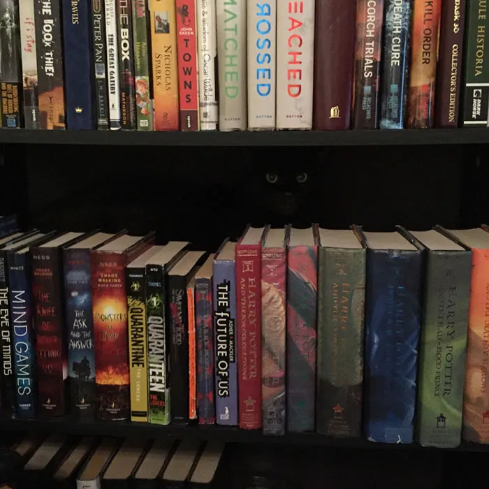 37 Black Cats That Are Actually Toothless In Disguise