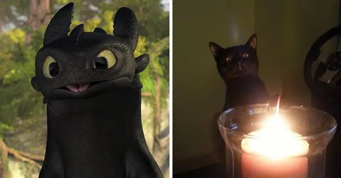 37 Black Cats That Are Actually Toothless In Disguise