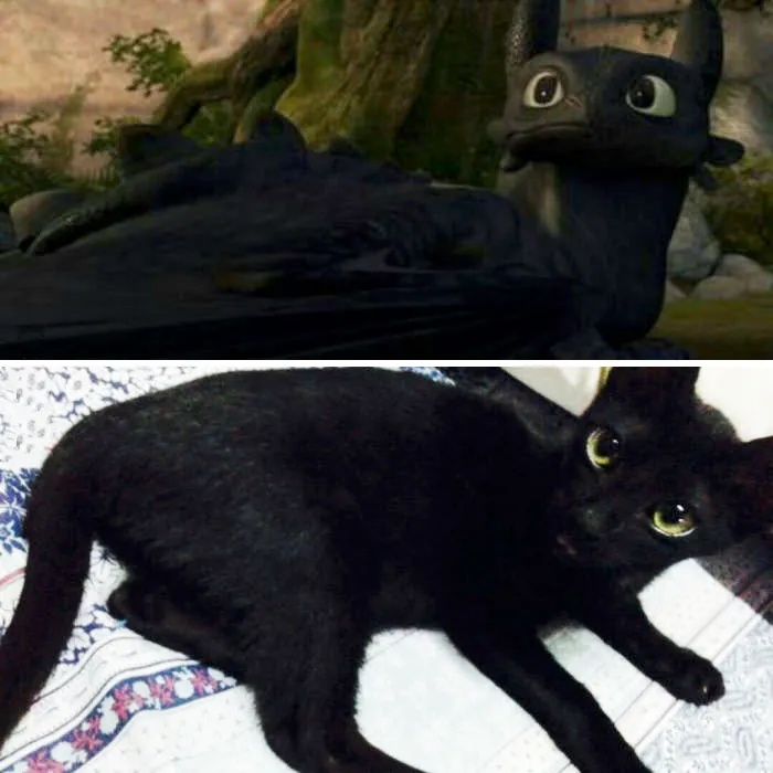 37 Black Cats That Are Actually Toothless In Disguise
