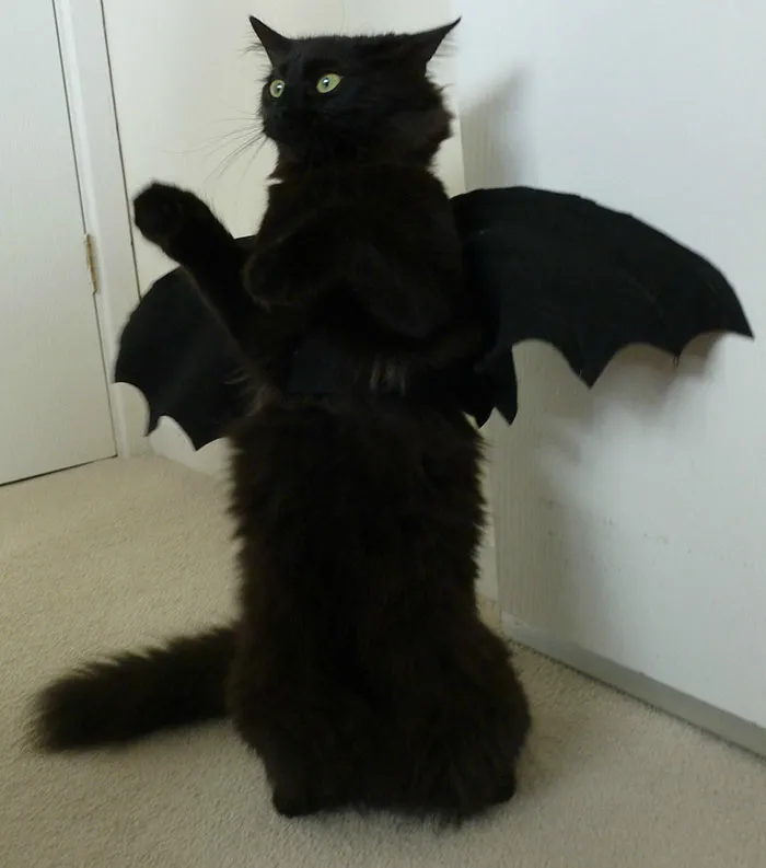 37 Black Cats That Are Actually Toothless In Disguise