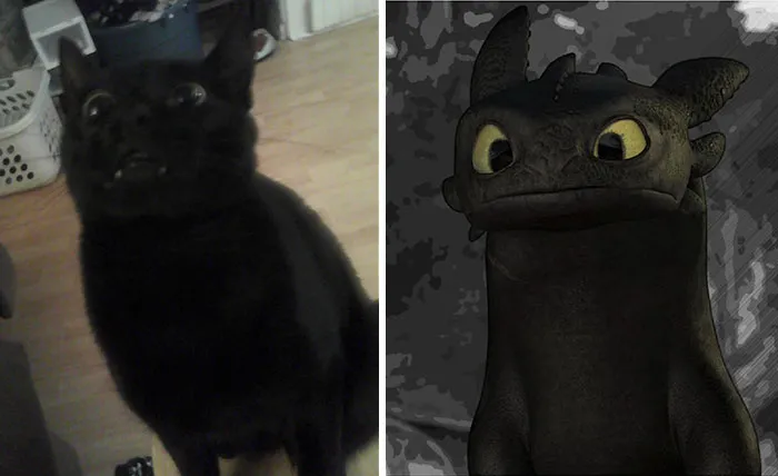 37 Black Cats That Are Actually Toothless In Disguise