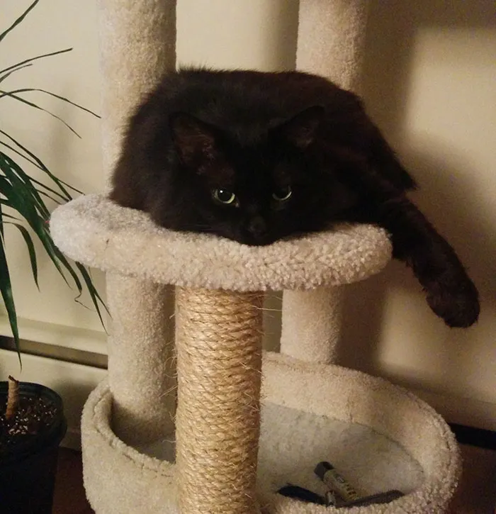 37 Black Cats That Are Actually Toothless In Disguise
