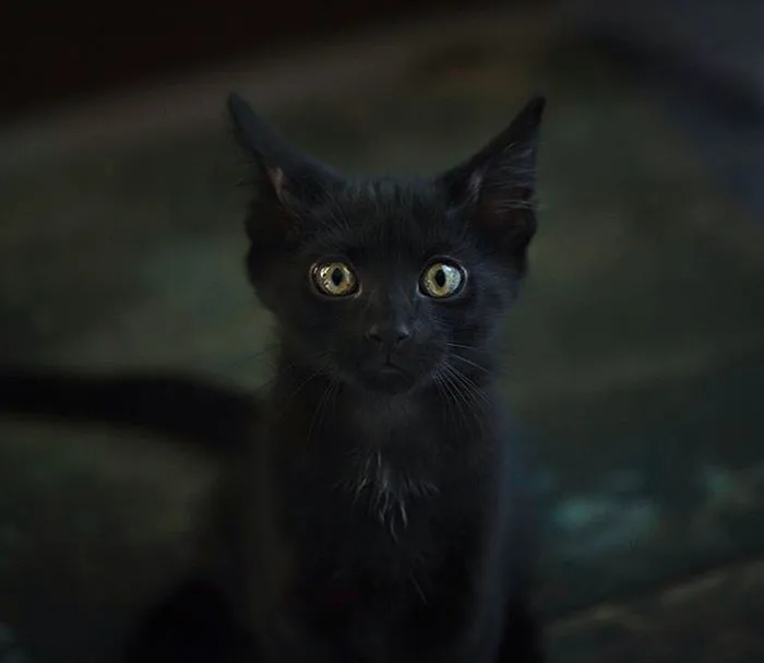37 Black Cats That Are Actually Toothless In Disguise