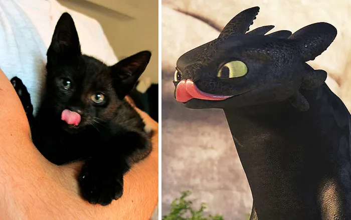 37 Black Cats That Are Actually Toothless In Disguise