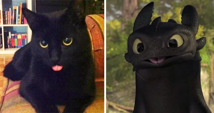 37 Black Cats That Are Actually Toothless In Disguise