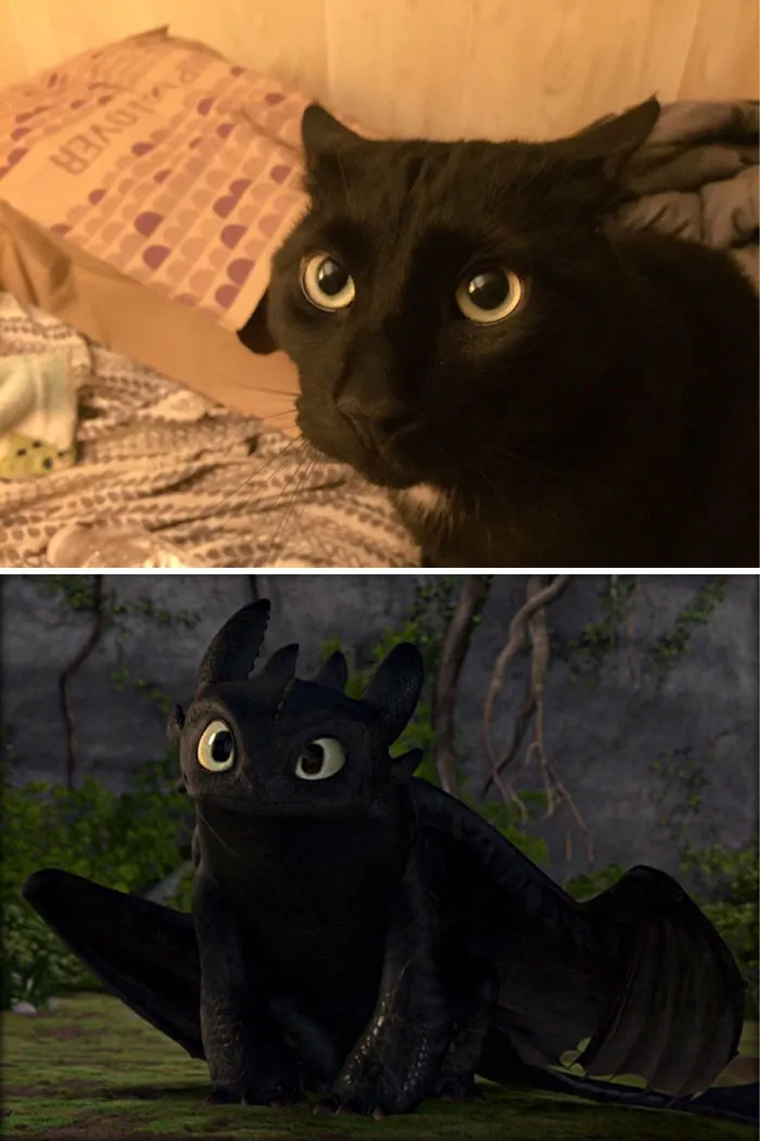 37 Black Cats That Are Actually Toothless In Disguise