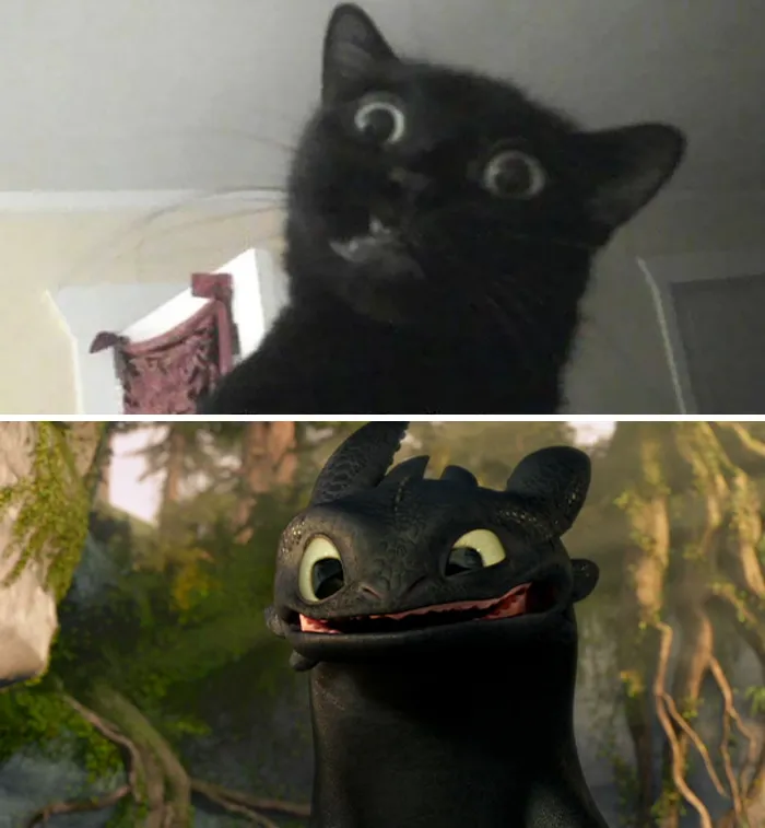37 Black Cats That Are Actually Toothless In Disguise