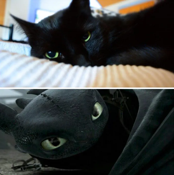 37 Black Cats That Are Actually Toothless In Disguise