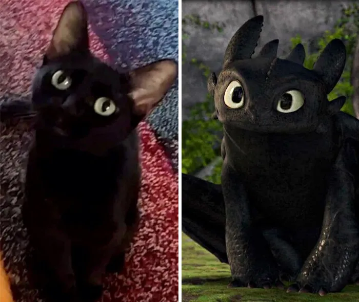 37 Black Cats That Are Actually Toothless In Disguise