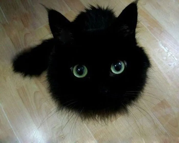 37 Black Cats That Are Actually Toothless In Disguise