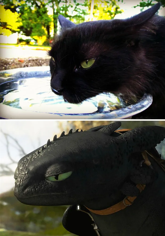 37 Black Cats That Are Actually Toothless In Disguise