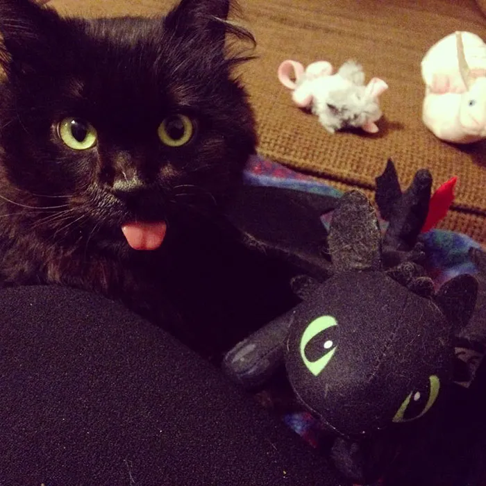 37 Black Cats That Are Actually Toothless In Disguise