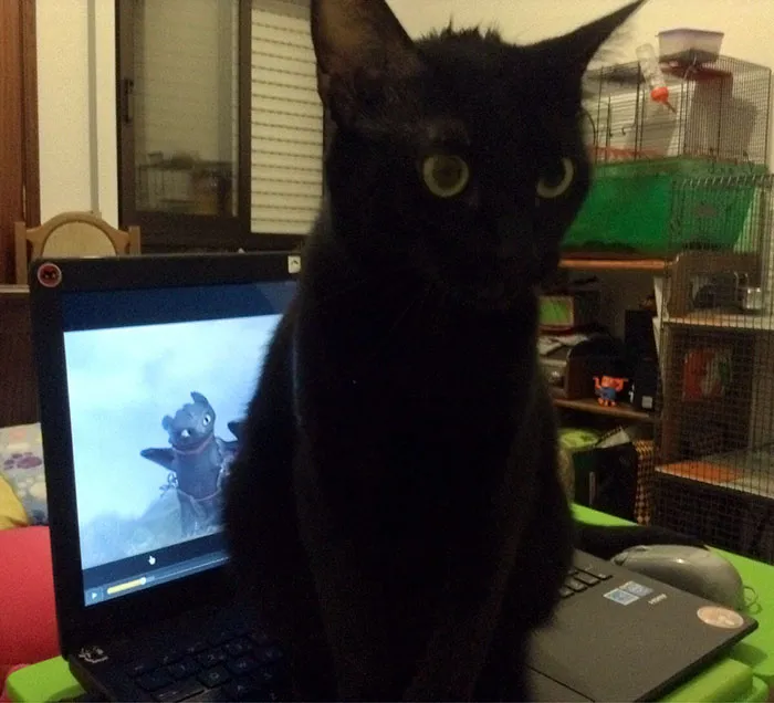 37 Black Cats That Are Actually Toothless In Disguise