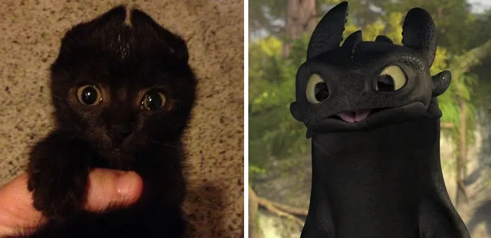 37 Black Cats That Are Actually Toothless In Disguise