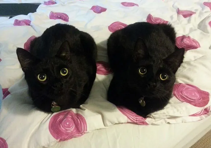 37 Black Cats That Are Actually Toothless In Disguise