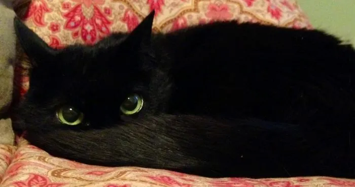 37 Black Cats That Are Actually Toothless In Disguise