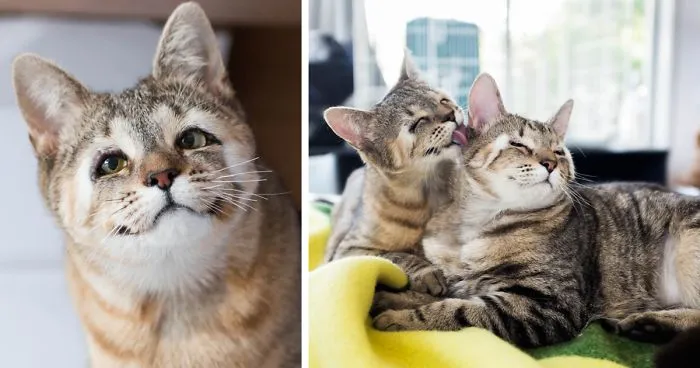 Stray Kittens Born Without Eyelids Couldn't Be Happier After Humans Saved Their Sight