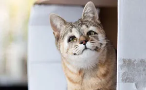 Stray Kittens Born Without Eyelids Couldn't Be Happier After Humans Saved Their Sight