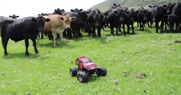 Cows Are Extremely Curious Creatures