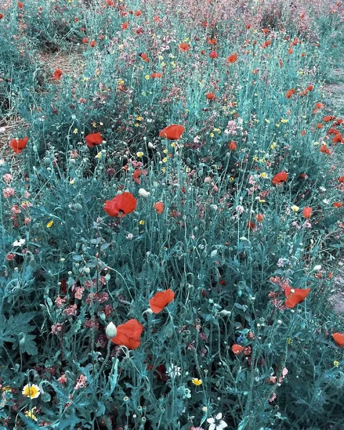 Artist Uses Everyday Objects To Create Powerful Arrangements In An Ode To Turquoise
