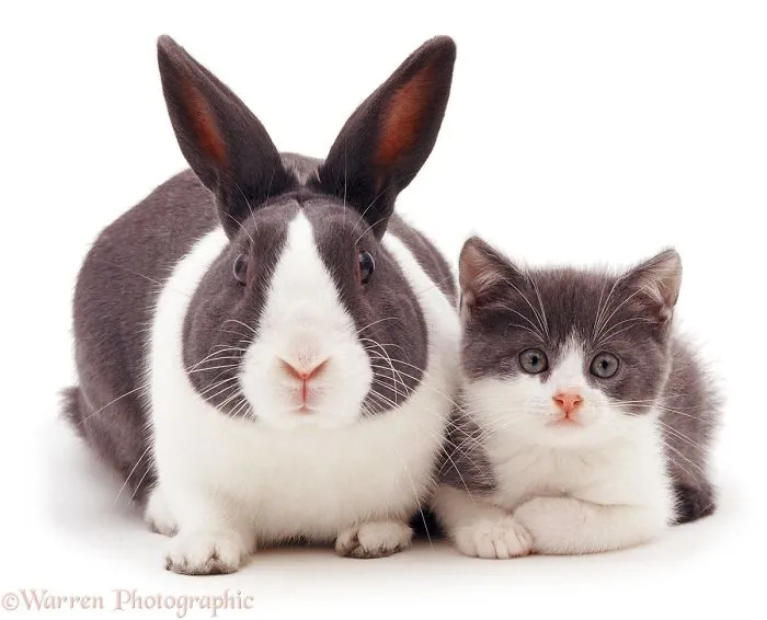 This Photographer Shoots Pet Brothers From Other Mothers And It's Too Adorable
