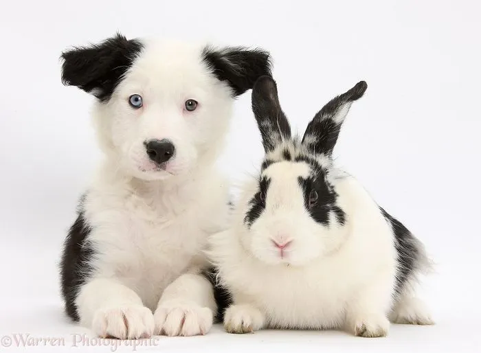 This Photographer Shoots Pet Brothers From Other Mothers And It's Too Adorable