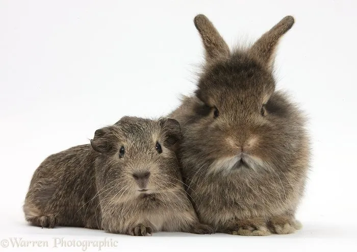 This Photographer Shoots Pet Brothers From Other Mothers And It's Too Adorable