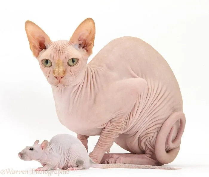 This Photographer Shoots Pet Brothers From Other Mothers And It's Too Adorable