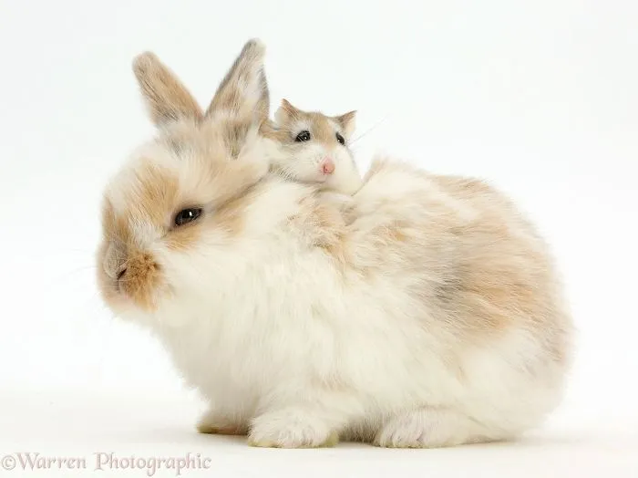 This Photographer Shoots Pet Brothers From Other Mothers And It's Too Adorable