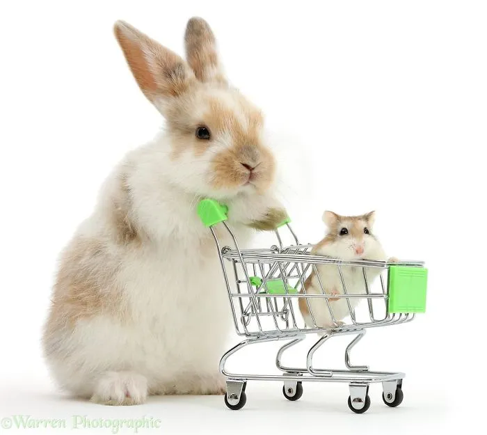 This Photographer Shoots Pet Brothers From Other Mothers And It's Too Adorable