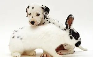 This Photographer Shoots Pet Brothers From Other Mothers And It's Too Adorable