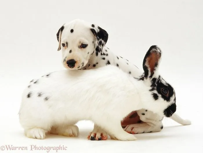 Matching Pets